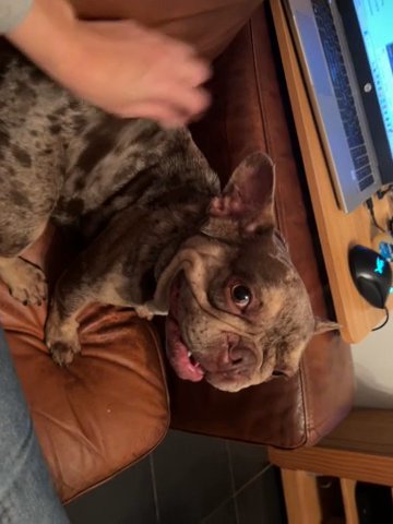 Very Sweet Chocolate Tan Merle Frenchie in Blaenau Gwent