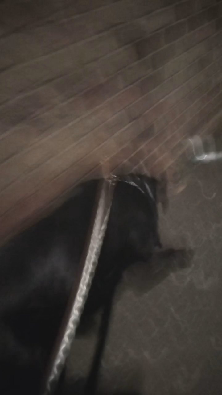cane corso in London