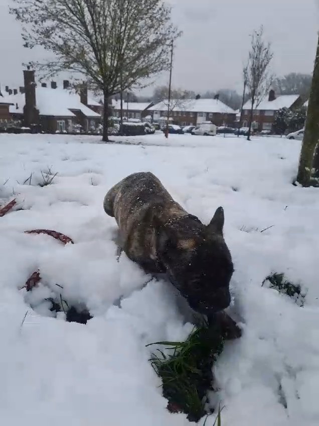 2 male French bulldogs for sale in Birmingham