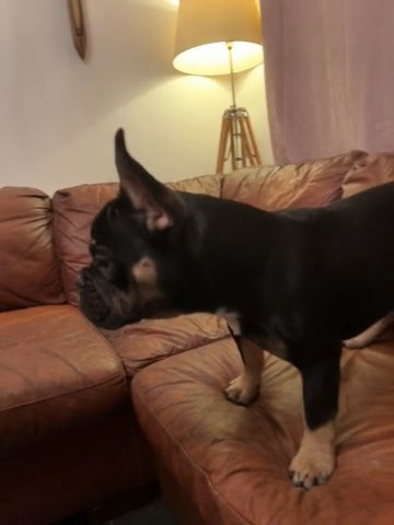 6 Month Old Frenchie Pup in Blaenau Gwent