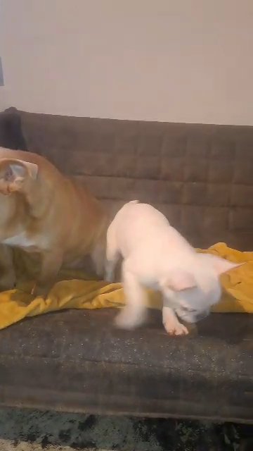 Pups&Dogs for Sale in Birmingham