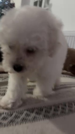 Maltipoo Puppy in Kingston upon Hull
