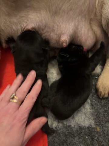 2 Pug Girls in Bury
