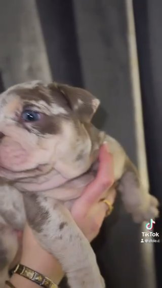 Lilac Merl English Bulldog Female ! in Warwick