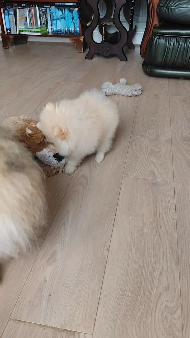 White Pomeranian Puppies in North Warwickshire