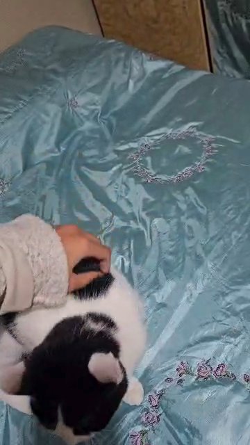 British Shorthair kitten for sale in London