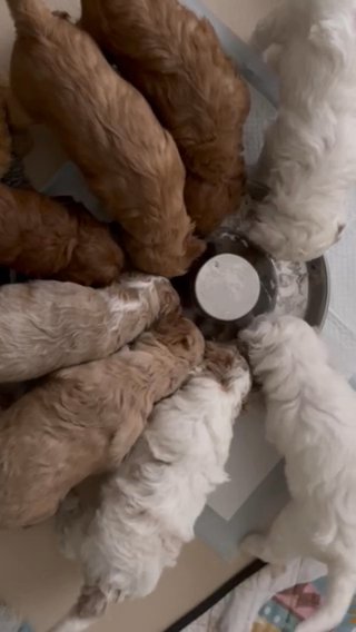 3 Left - Mini English Doodles - Puppy Culture Raised in Sheffield