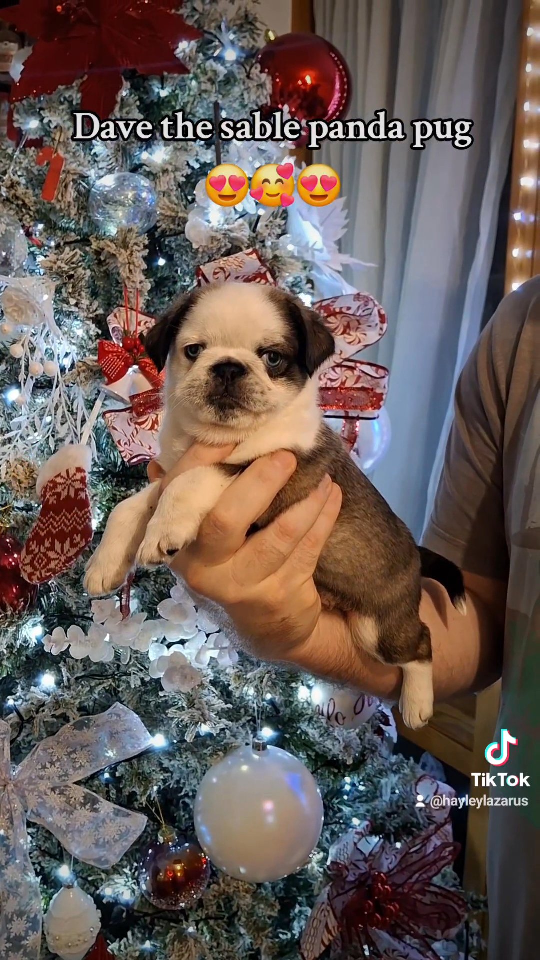 beautiful pug puppies in London