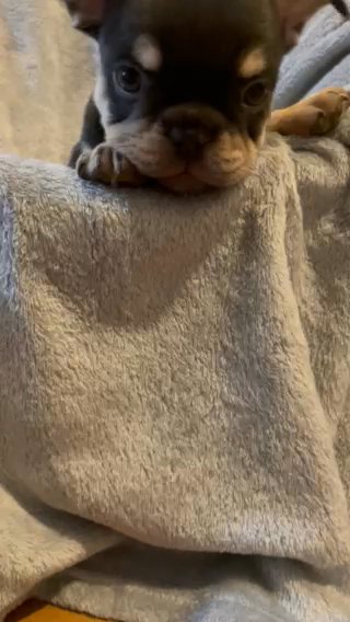 Fluffy Pink Carrying Male French Bulldog in Birmingham