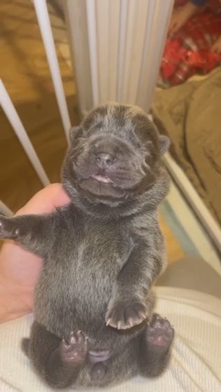 BLUE CHOW CHOW in Leeds