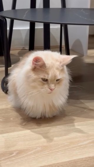 Maine Coon Female Active in London