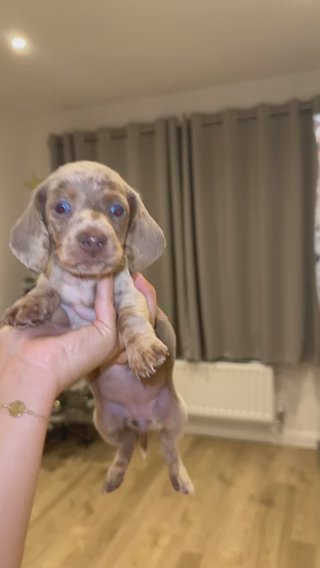 3 Pups in London