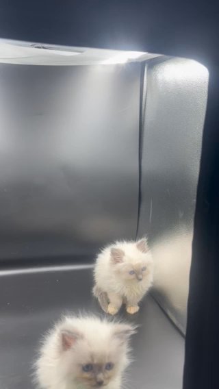Ragdoll in Cardiff