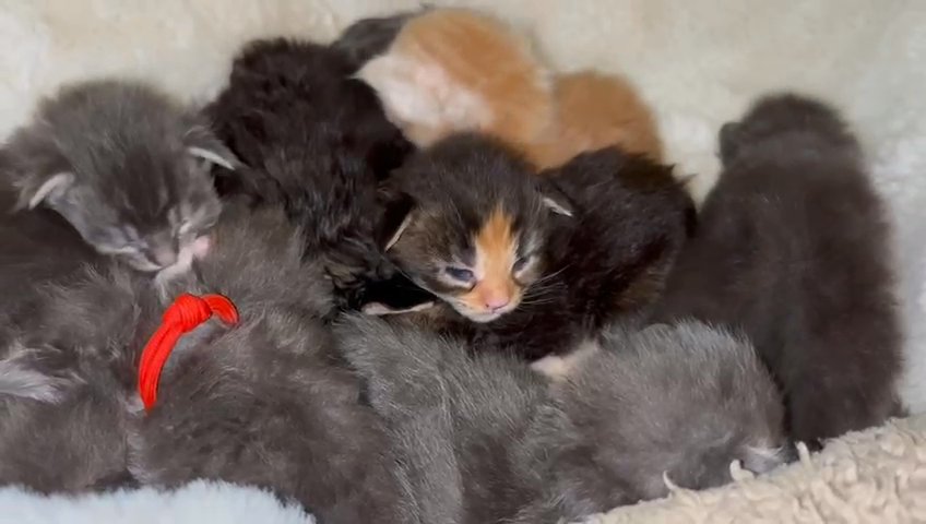 Quality Tica Mainecoon litter absolutely gorgeous ? in Kent