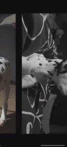 Dalmatian Girl Pup in Norfolk