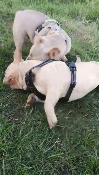 French Bulldog/FOR SALE in Staffordshire