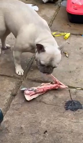british 3 yr old male & 8 months french bulldog in Maidenhead