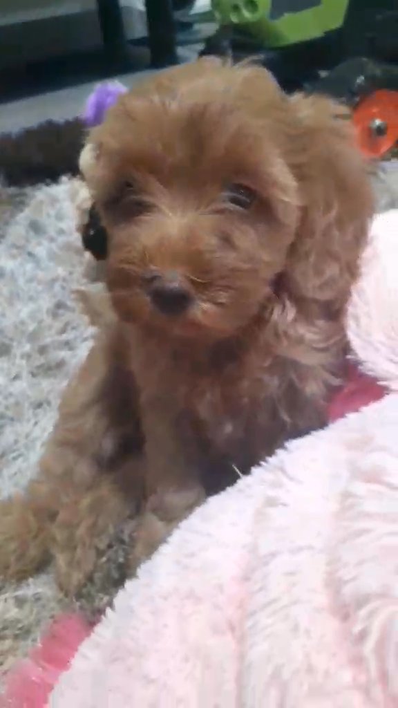 puppies in Blackburn