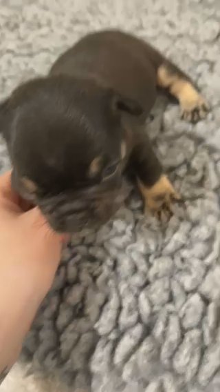 Brown & Tan French Bulldog in Glasgow