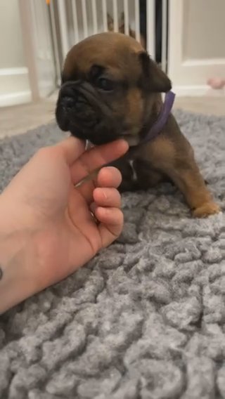 Fawn Black Masked French Bulldog in Glasgow