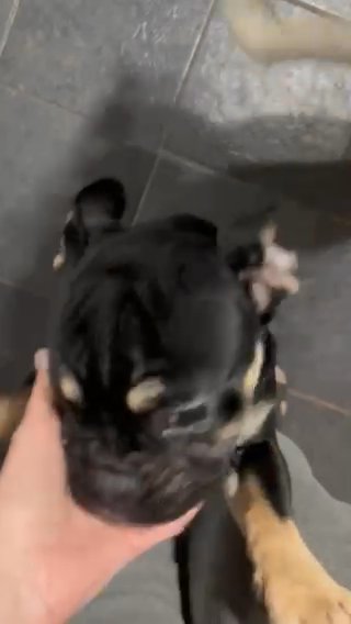 The Sweetest Frenchie You’ll Ever Meet Only 6 Months Old in Blaenau Gwent