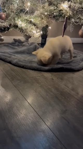 Fluffy French Bulldog in Birmingham