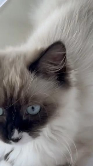 5 Month Old Ragdoll Girl in London