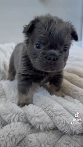 Visual Fluffy French Bulldog in Norwich