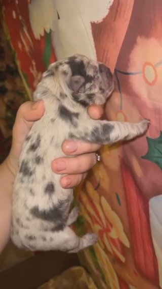 BLUE MERLE CHOW CHOW in Leeds