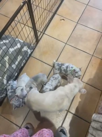 Frenchie Bulldog Puppy in Plymouth