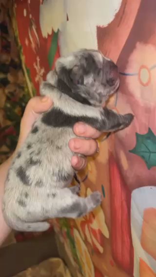 BLUE MERLE CHOW CHOW in Leeds