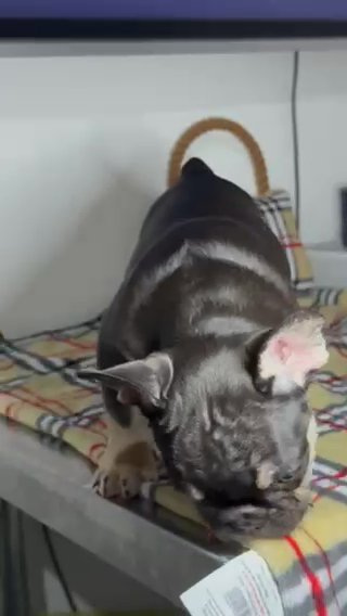 Beautiful Female Frenchie? in Cheshire East
