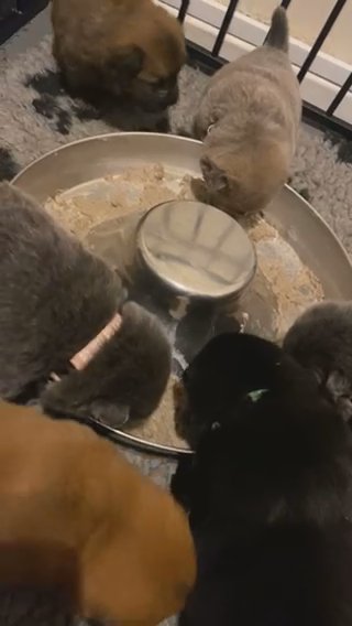 REDUCED Chow Chows Ready To Leave In 4 Weeks in Wakefield