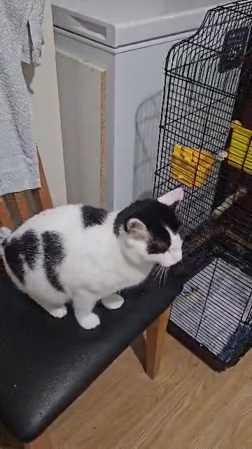 British Shorthair Black & White in London