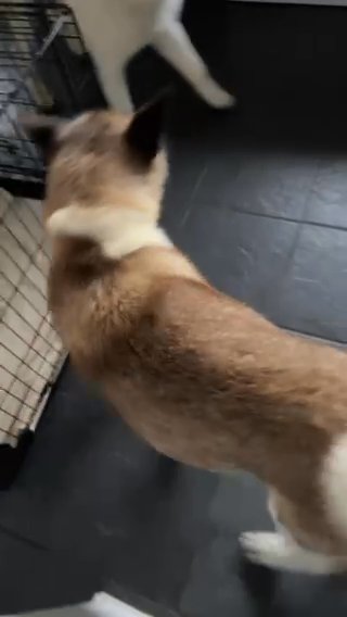 F.r.e.e To Good Home Super Sweet Akita in Blaenau Gwent
