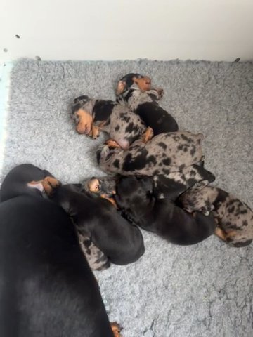 Fully vaccinated Dachshund Puppy! in Preston