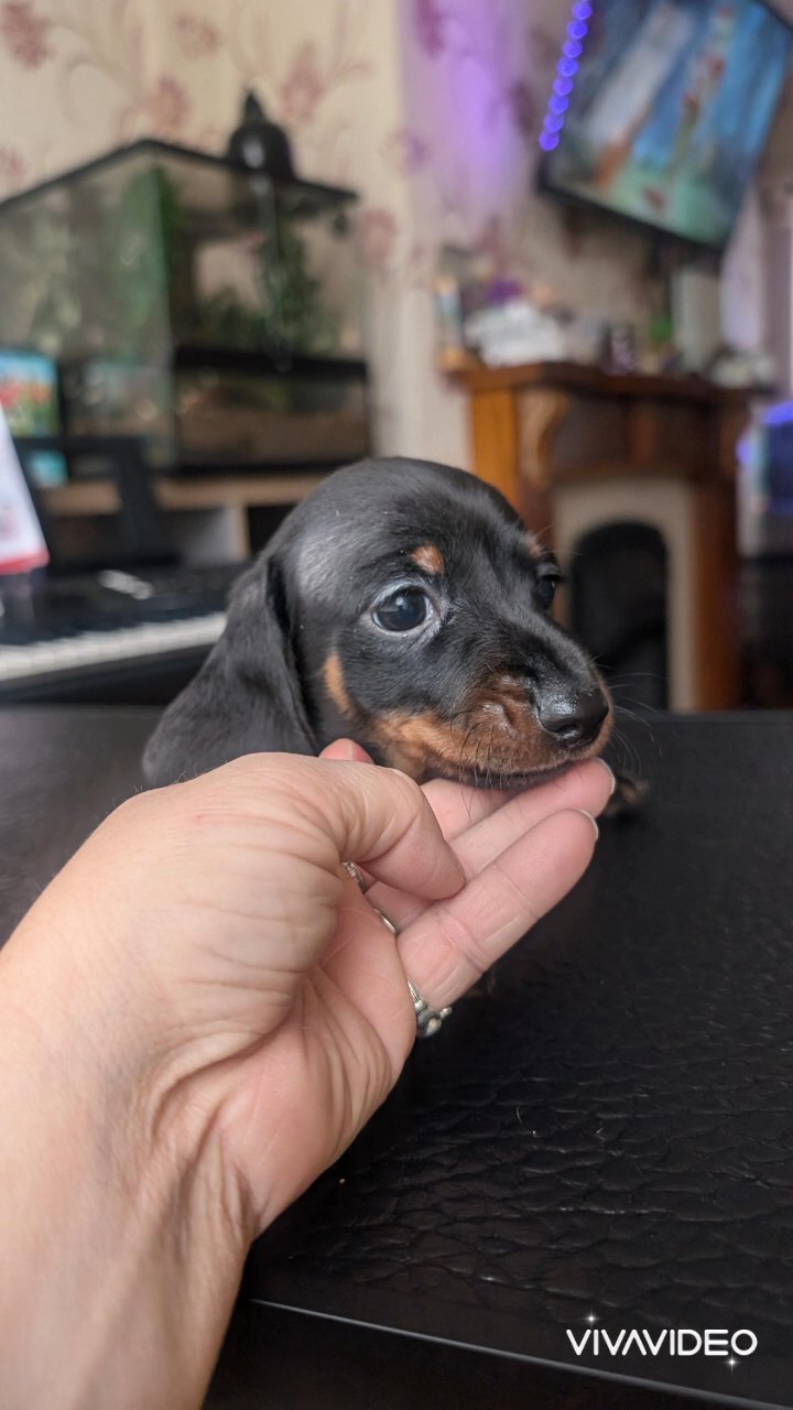 2 stunning black and tan Male Miniature Dachshunds READY NOW in Bolton