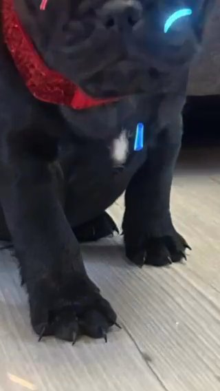 French Bulldog in Torfaen