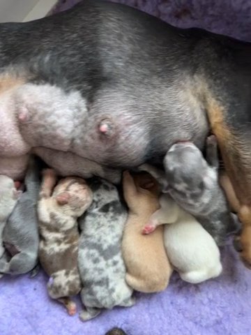 Roxy Puppies in Norwich