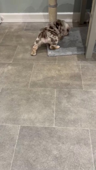 English Bulldog (Boy) For Sale in Stockport