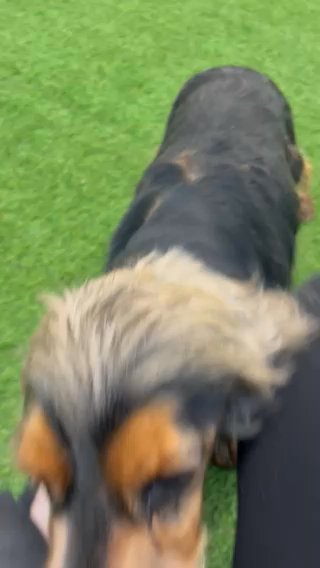 Adult female Show Cocker Spaniels in North East Derbyshire