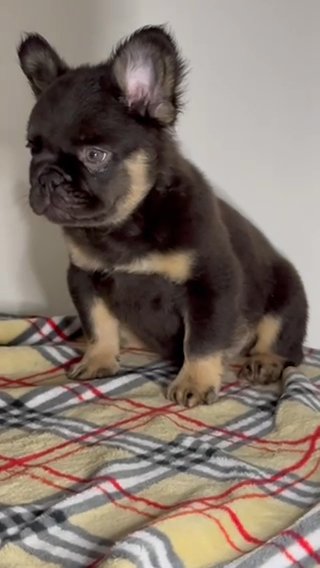 Fluffy Frenchie Puppy in Cheshire East