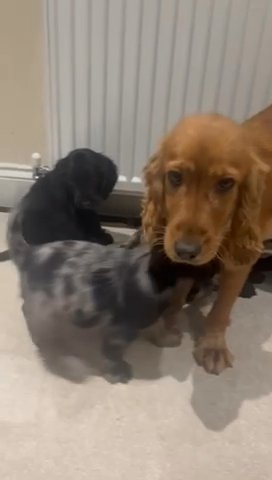 SHOW TYPE COCKAPOO PUPPIES  2 GIRLS AVAILABLE NOW !!! in London