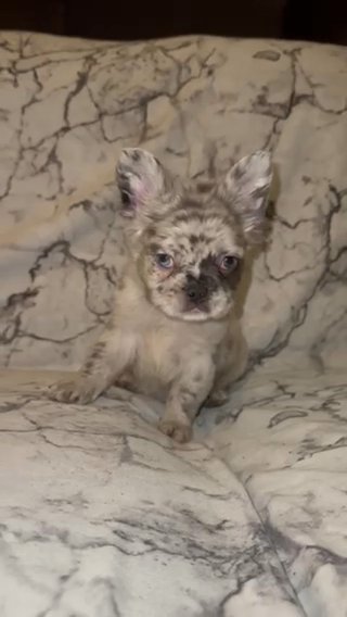 Blue Merle Fluffy Male in Liverpool