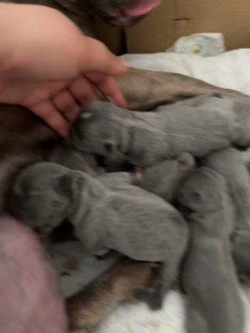 REDUCED‼️ 1 Female French Bulldog Puppie? in Walsall