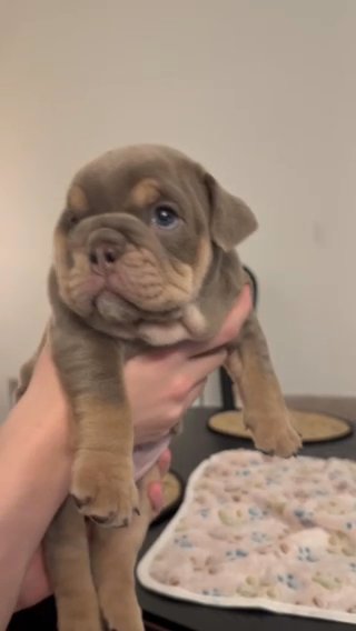 English bulldog puppies available in North Lanarkshire