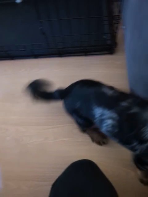Stunning longhaired Miniature Dachshund! Silver dapple!! in Bolton