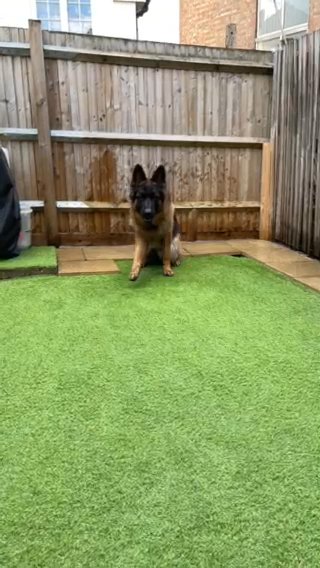 German shepherd available for stud in London