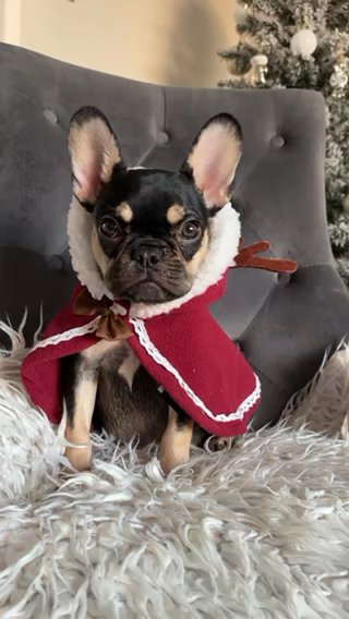 Reduced Female Frenchie in Leicester