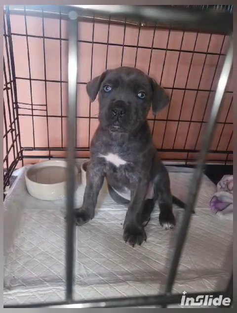 Blue Cane corso girl in Birmingham